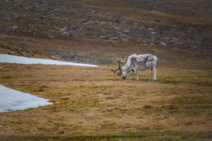 G Expedition Arctic Svalbard