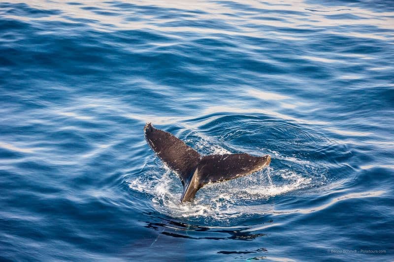 Whale Antarctica
