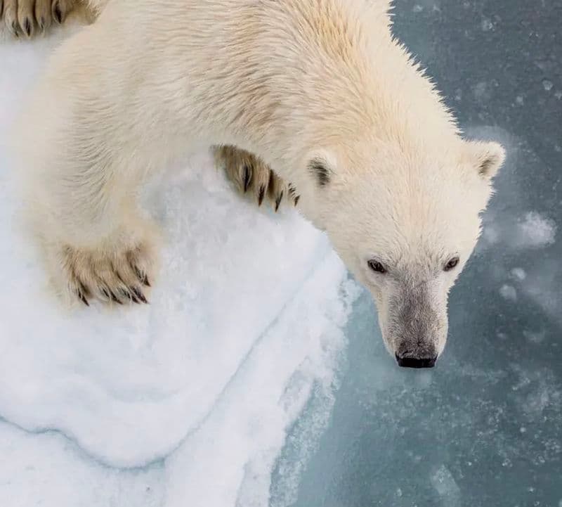 Polar Bear