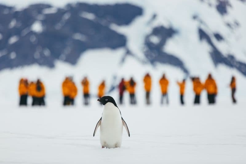 Quark Expeditions - Adelie Penguin