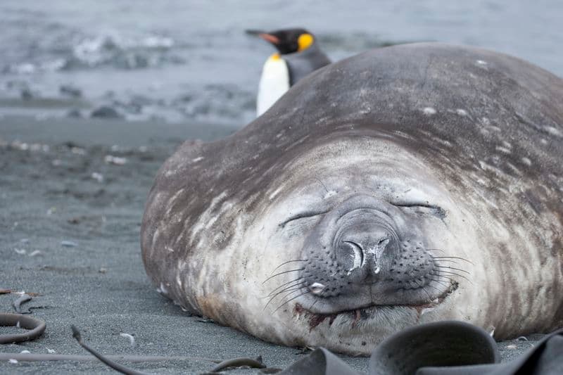 Aurora Expeditions in East Antarctica on the Douglas Mawson